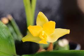 Cc Lycaste Orchid