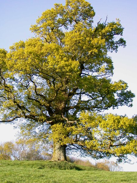 An English Oak Tree
