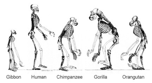 Ape Skeletons Copy1